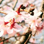 春　シーバス　桜