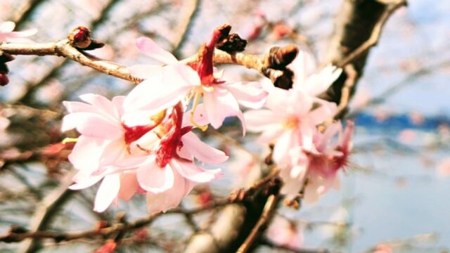 春　シーバス　桜