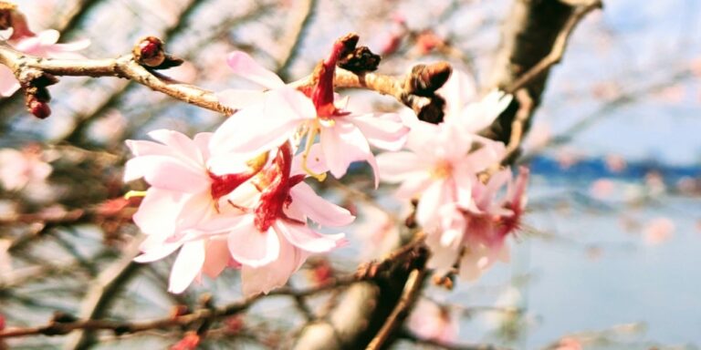 春　シーバス　桜