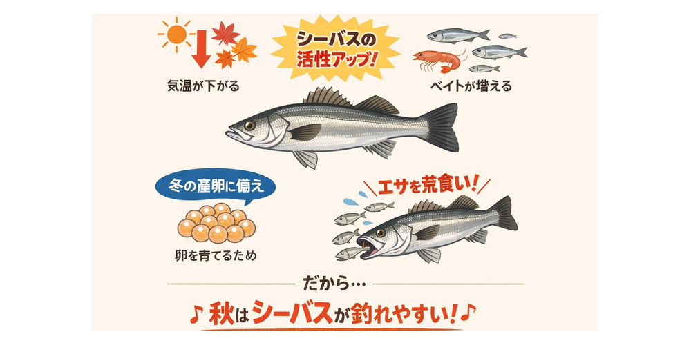 空きはシーバスが釣れやすい！