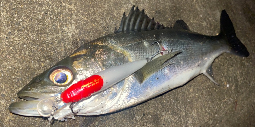 シーバスメガバス