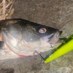 トップウォーター