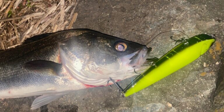 トップウォーター