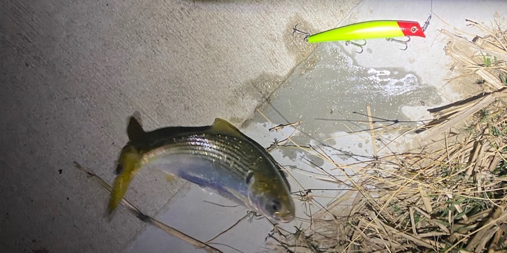 ベイトや状況にルアーが合っていない