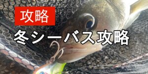 冬シーバス