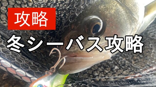 冬シーバス