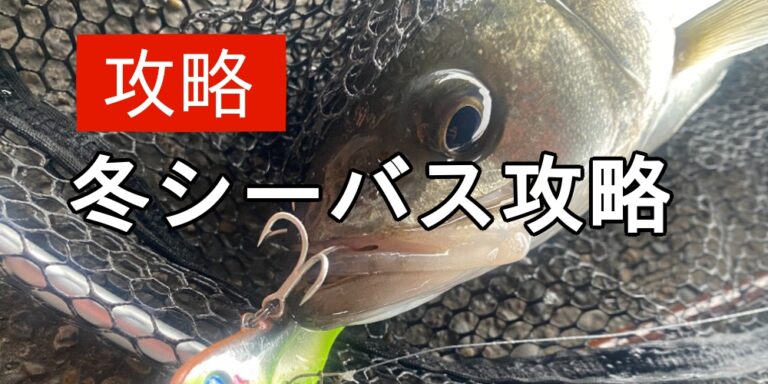 冬シーバス