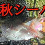 秋シーバス