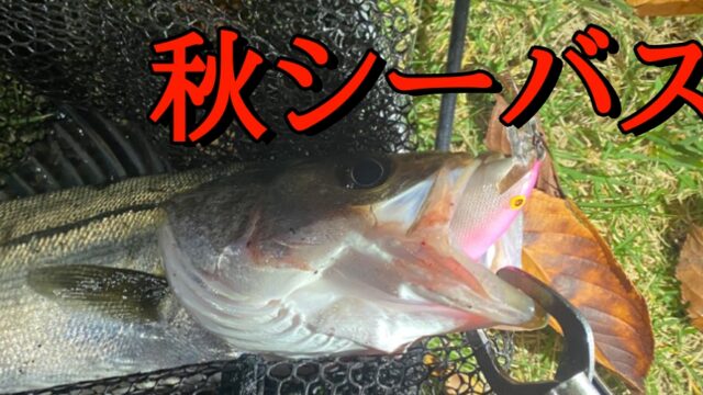 秋シーバス