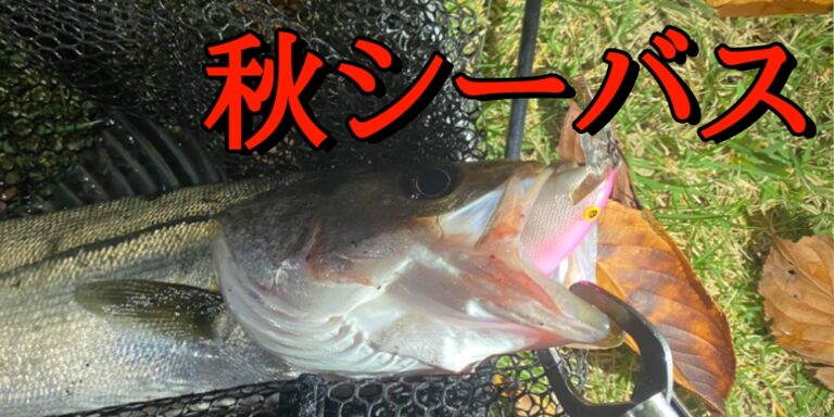 秋シーバス