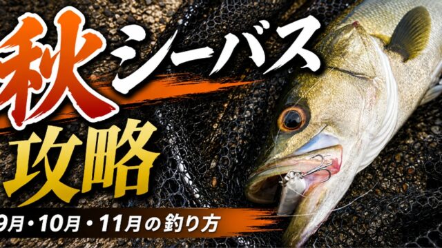 秋シーバス攻略