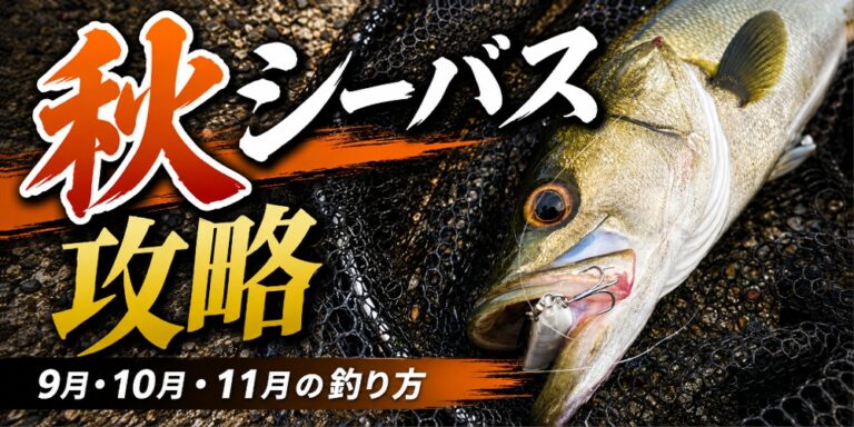 秋シーバス攻略