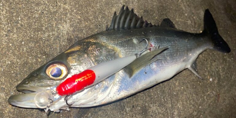六郷橋の釣り場情報｜釣り可否・ルール・アクセスで釣れた50cmのシーバス