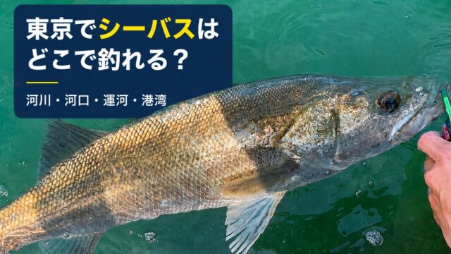 水中シーバス