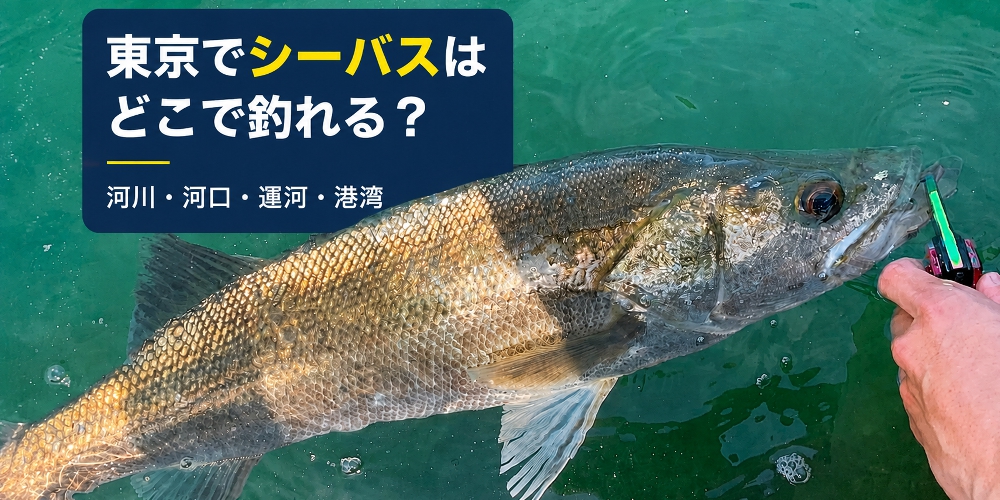 水中シーバス